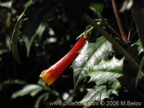 Imágen de Desfontainia spinosa (Taique / Chapico / Trau-trau). Haga un clic para aumentar parte de imágen.